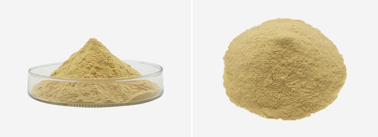 Olive Leaf Extract Oleuropein 2