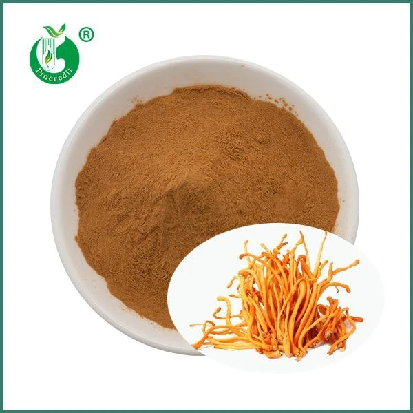 Økologisk Cordyceps Champignon Militaris ekstrakt